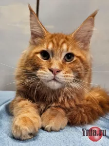Котята из питомника Star Ark